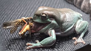 Green Tree Frog VS Grasshopper [upl. by Charil]