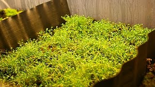 Growing emersed aquarium plants week 5 [upl. by Marisa859]