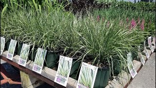 Best Perennials  Calamagrostis acutiflora Lightning Strike® Feather Reed Grass [upl. by Amo]