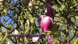 Magnolia Lennei flowering [upl. by Retnuh]