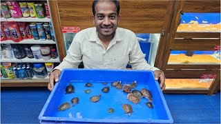 Fly River Turtle Chinese Box Turtle Snakehead Turtle Pond Turtle at Karnataka Aquarium [upl. by Anabahs]