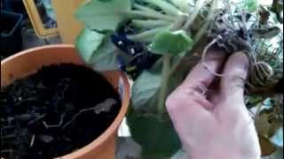 How to Repot a Long Neck and Also Cure Root Rot [upl. by Suirrad281]