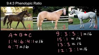 943 phenotypic Ratio explained [upl. by Enicnarf]