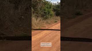 Akagera python surprised my guests on the game drive in Akagera Rwanda fyp wildlife animals [upl. by Abra]