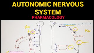 Autonomic Pharmacology  1  Sympathetic amp Parasympathetic Nervous System  EOMS [upl. by Calabresi523]