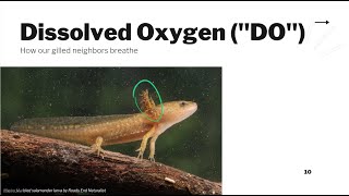 Dissolved Oxygen Water Quality Parameters 3 [upl. by Godfree]