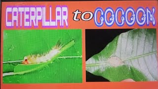 SPOTTED SMALL CATERPILLAR TURN INTO COCOON  WATCH UNTIL THE END ecfranciscoofficial1977 [upl. by Nnaoj677]