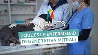 ENFERMEDAD DEGENERATIVA MITRAL [upl. by Learrsi863]