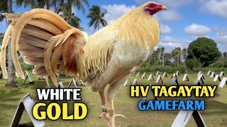 WHITEGOLD  VISIT BIG FARM amp QUALITY GAMEFOWL IN THE PHILIPPINES HV TAGAYTAY GAMEFARM [upl. by Gerome483]