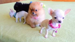 Pomeranian and Chihuahua Puppies for Sale [upl. by Hewes]