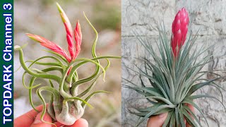 20 Variedades Hermosas de Tillandsia [upl. by Lebasiram]