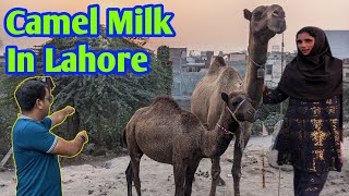 Girls Selling Camel 🐪 Milk  Pure Camel Milk  Features of Camel Milk  Lahori Life [upl. by Tuckie]