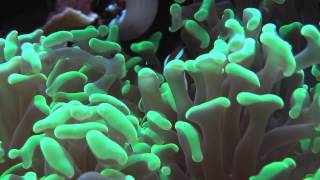 amphiprion ocellaris dans sont Euphyllia ancora [upl. by Culley]