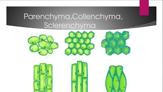 Differernce Between Parenchyma Collenchyma And Sclerenchyma [upl. by Yecrad237]