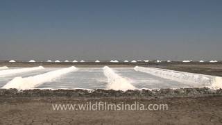 Shoveling salt in the salt pan Gujarat [upl. by Eldnek]