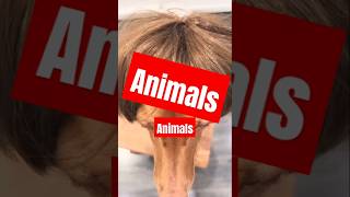 animals dog youtubeshorts foryou [upl. by Morganica487]