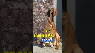 Top 10 Strongest Dogs in the world   shorts dogs top [upl. by Ahsitniuq]