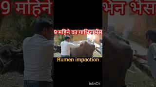 treatment of rumen impaction in Buffalo ampcow bloat tympany गोबर का बंद लगना shortsvideoanimals [upl. by Blood618]