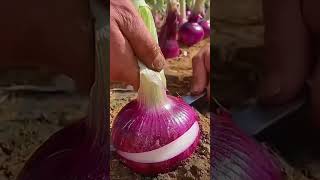 farming onion farmer onioncultivation healthy natural shorts trending 🔥🔥🔥🔥 [upl. by Boylston]