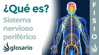 SISTEMA NERVIOSO PERIFÉRICO Qué es cómo funciona partes qué controla y lesiones [upl. by Amoreta]