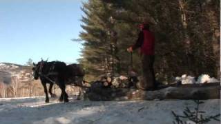 Plowden Horse Logging [upl. by Retse260]