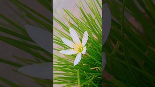 Zephyranthes candida white windflower white rain lily lilyflower 🤍🤍 [upl. by Nida197]