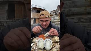 Oysters from the ocean were shot up today [upl. by Htebazle]