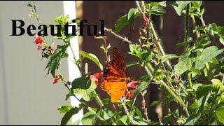 The Gulf Fritillary Butterfly [upl. by Al]