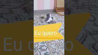 Olha oque eu comprei para o meu gato gatos gato [upl. by Trescha]