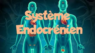 Système endocrinien récapitulatif sure le système endocrinien [upl. by Nikal]