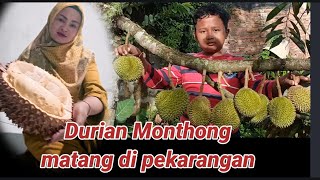 Panen Durian monthong di pekarangan [upl. by Naujaj]