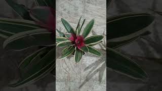 Beautiful Bromeliad plant [upl. by Schroeder]