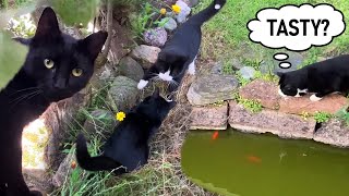 Cat action at the apple tree and at the pond [upl. by Nitsreik]