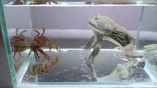 Budgetts Frog Eatting Crab  Con Ếch ăn Con Cua [upl. by Denoting]