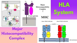 HLA System and MHC  Anthropology UPSC IAS  Optional  Paper  1 96 [upl. by Adirehs]