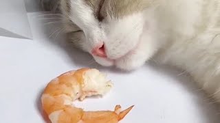 Cat vs Shrimp 😂😂😂😂😂😅😅😅😅 [upl. by Yentruocal]