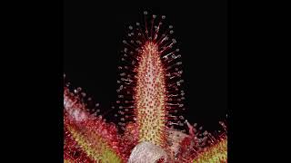 California Carnivores Timelapse Sundew Plant Eating [upl. by Reilamag]