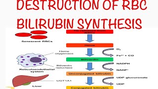 DESTRUCTION OF RED BLOOD CELLS BILIRUBIN SYNTHESIS DampN Medical Series [upl. by Egni]