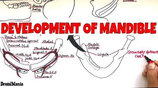 Development of the Mandible  Embryology  Learn it in the most SIMPLE way [upl. by Nivel617]