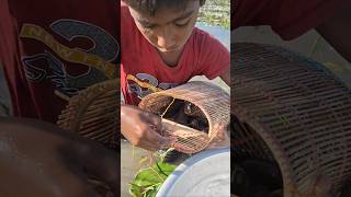 Catching Huge deshi catfish by traditional bamboo trap in Beel water trapfishing catchingfish [upl. by Samford]