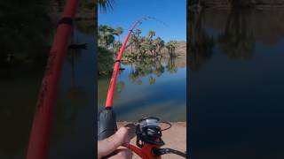 Fishing for Catfish at Papago Park Phoenix AZ [upl. by Ahsed]