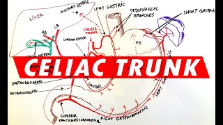 Celiac Trunk  Arterial supply to the Stomach [upl. by Sutherlan]