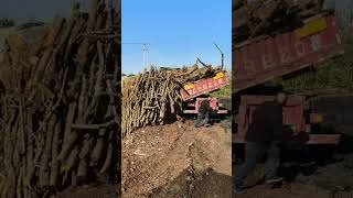 Unload Apple Tree Logs For Carbonization To Make Charcoal [upl. by Arua278]