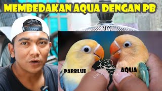 MEMBEDAKAN BIOLA AQUA B1 DENGAN BIOLA PARBLUE SANGAT MUDAH [upl. by Allemap]