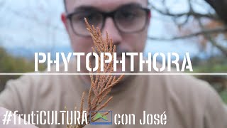 Cómo combatir la Phytophthora 🦠 el HONGO DESTRUCTOR de plantas 🌱 frutiCULTURA LdN [upl. by Esom]