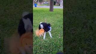 Lion Toy rxckstxr funnyshorts dogshorts dogvoiceover comedy funny powerofthepet poodlehappy [upl. by Duke]