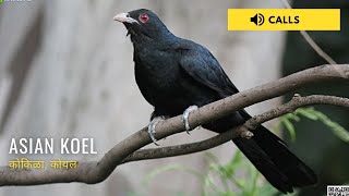 Asian Koel Singing  Nature Web [upl. by Bordiuk131]