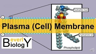 Plasma membrane  Cell Membrane updated [upl. by Bendix]