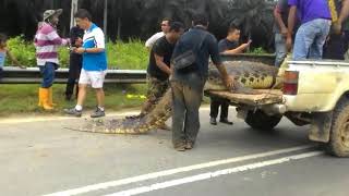 Buaya kena tembak di jambatan kilang Embara Budi Felda [upl. by Anabella101]