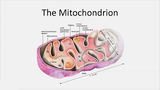 Novel Therapies for Mitochondrial Disorders  Developmental Disabilities Update [upl. by Yelsew]